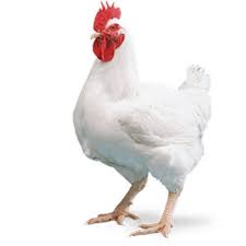 bkAfricaZim Product: Broiler Chickens